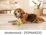 Cute dog playing with toy at home. Adorable pet