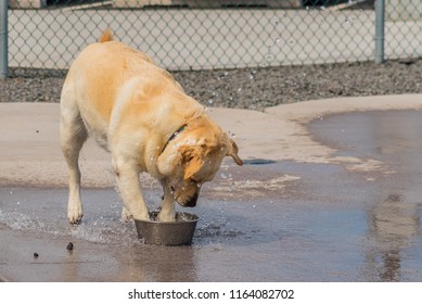 Cute Dog Playing In Water Bowl