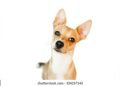 little dogs with pointy ears