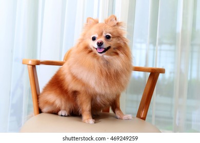 Cute Dog Pomeranian, Sitting On The Chair