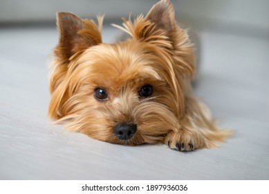 Cute Dog Portrait. Groomed Yorkshire Terrier At Home