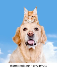 Cute Dog Portrait With A Hiding Cat Behind In Front Of A Blue Background