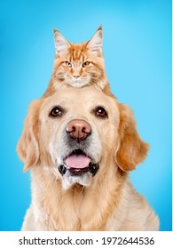 Cute Dog Portrait With A Hiding Cat Behind In Front Of A Blue Background