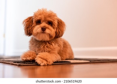 Cute Dog In Posh Home