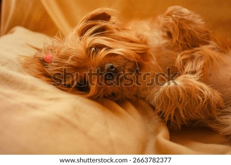 Cute Dog Posing on Couch