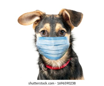 Download Dog Face Mask Images Stock Photos Vectors Shutterstock PSD Mockup Templates