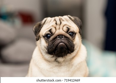 cute dog pug breed have a question and making funny face feeling so happiness and fun,Selective focus.Healthy purebred dog looking camera.Adorable Dog Friendly Concept
