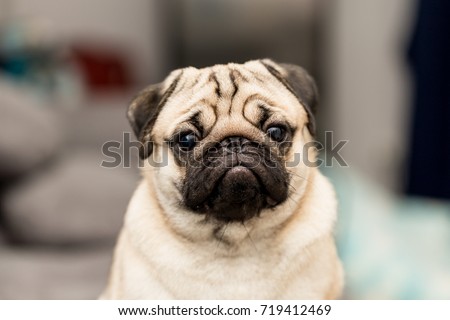 cute dog pug breed have a question and making funny face feeling so happiness and fun,Selective focus.Healthy purebred dog looking camera.Adorable Dog Friendly Concept ストックフォト © 