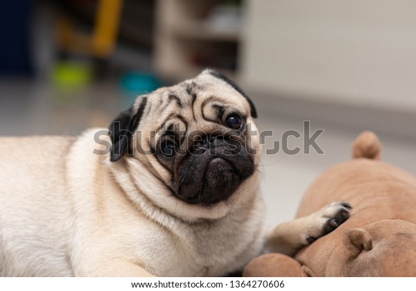 Droll Pug Making Funny Face