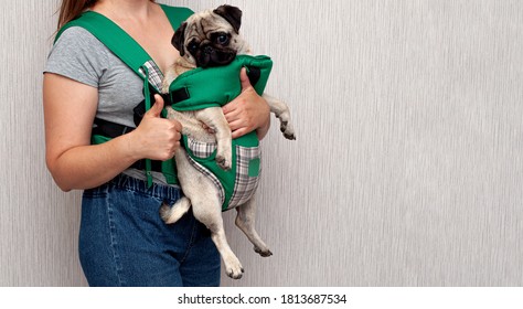 Cute Dog Pug Sitting In The Ergo Device Babycarrier Or Sling Kangaroo Carrier. Pet Dog Like A Baby. Happy Parenting. Concept Childfree.