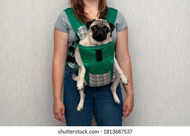 Cute Dog Pug Sitting In The Ergo Device Babycarrier Or Sling Kangaroo Carrier. Pet Dog Like A Baby. Happy Parenting. Concept Childfree.