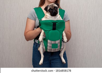 Cute Dog Pug Sitting In The Ergo Device Babycarrier Or Sling Kangaroo Carrier. Pet Dog Like A Baby. Happy Parenting. Concept Childfree.