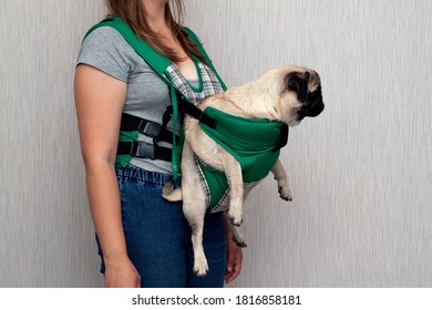 Cute Dog Pug Sitting In The Ergo Device Babycarrier Or Sling Kangaroo Carrier. Pet Dog Like A Baby. Happy Parenting. Concept Childfree.