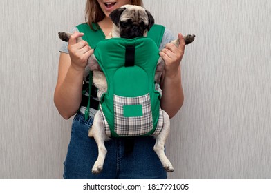 Cute Dog Pug Sitting In The Ergo Device Babycarrier Or Sling Kangaroo Carrier. Pet Dog Like A Baby. Happy Parenting. Concept Childfree.