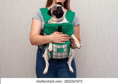 Cute Dog Pug Sitting In The Ergo Device Babycarrier Or Sling Kangaroo Carrier. Pet Dog Like A Baby. Happy Parenting. Concept Childfree.