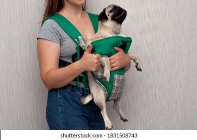 Cute Dog Pug Sitting In The Ergo Device Babycarrier Or Sling Kangaroo Carrier. Pet Dog Like A Baby. Happy Parenting. Concept Childfree.