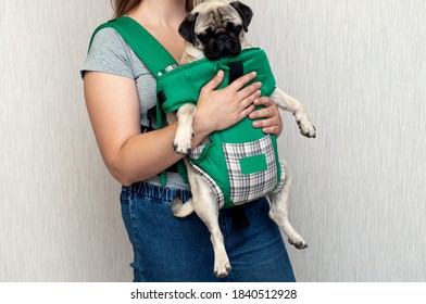 Cute Dog Pug Sitting In The Ergo Device Babycarrier Or Sling Kangaroo Carrier. Pet Dog Like A Baby. Happy Parenting. Concept Childfree.