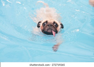 a cute dog Pug swim at a local public pool