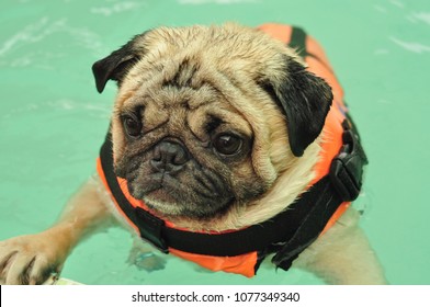 Cute Dog Pug Swim In Swiming Pool