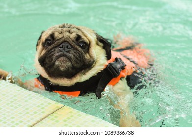 Cute Dog Pug Swim In Swiming Pool