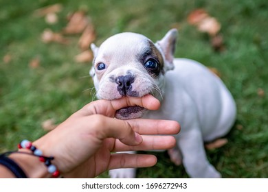 Cute Dog Puppy Biting Finger