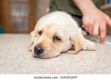 A Cute Dog Puppy Labrador Lying On The Table At The Reception At The Veterinary Clinic. The Dog Is Awaiting Examination By The Vet Doctor.Close-up.