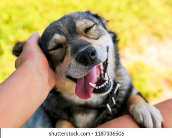 cute dog put his face on his knees to the man and smiling from the hands scratching her ear
