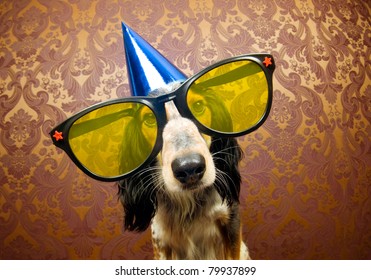 Cute dog ready for a funky party