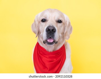 A cute dog with a red bandana around his neck sits on a yellow background. A golden retriever dressed as a cowboy or sheriff smiles and looks at the camera.