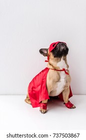 cute dog in red mask and mantle sitting on white