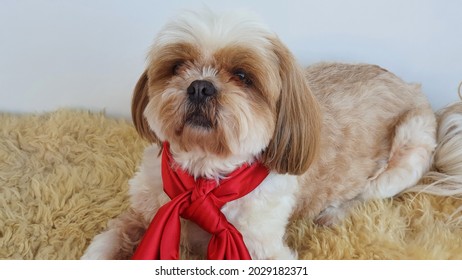 Cute Dog With Red Scarf Around His Neck Sitting On A Rug. Space For Text.