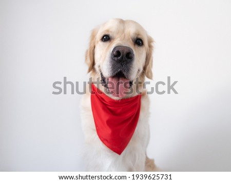 A cute dog in a red shawl sits on a white background. The golden retriever is smiling and looking at the camera.