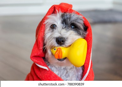 Cute Dog  With Red Towel And Yellow Rubber  Duck Ready For Bath