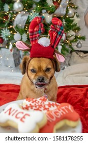 Cute Dog In Reindeer Antlers In Front Of Christmas Tree With Holiday Cookies