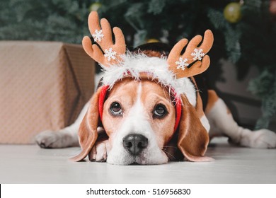 Cute dog with reindeer antlers on background of Christmas tree. Happy New Year, Christmas holidays and celebration.  Dog (pet) near the Christmas tree.  - Shutterstock ID 516956830