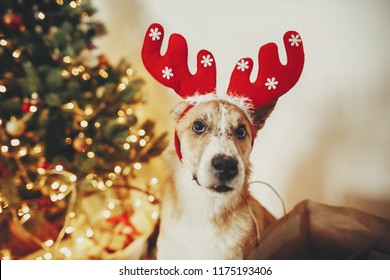 Download Merry Christmas Dog Images Stock Photos Vectors Shutterstock 3D SVG Files Ideas | SVG, Paper Crafts, SVG File