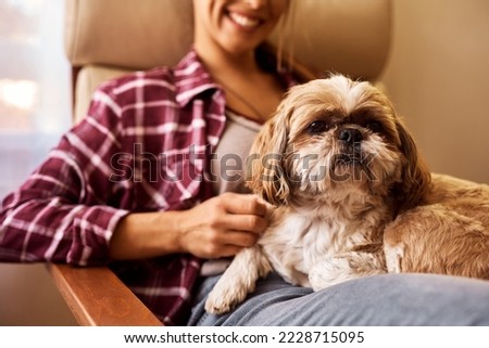 Cute dog relaxing on woman's lap at home.