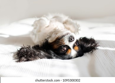 Cute Dog Relaxing In The Sun With Belly Up