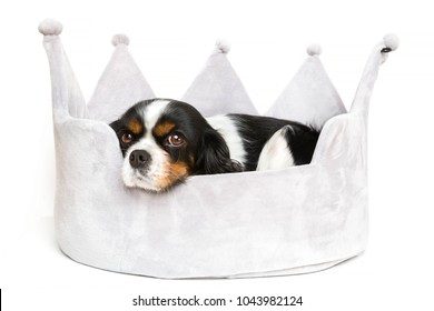 Cute Dog Resting In Comfortable Bed, Isolated On White Background