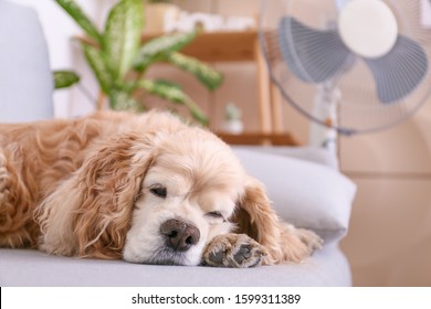 Cute Dog In Room With Operating Electric Fan