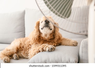 Cute Dog In Room With Operating Electric Fan