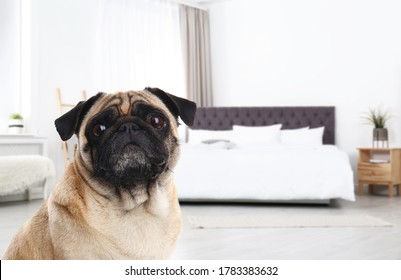 Cute Dog In Room, Space For Text. Pet Friendly Hotel 