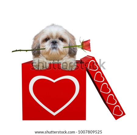 Cute dog with rose sitting in valentines box. Isolated on white background