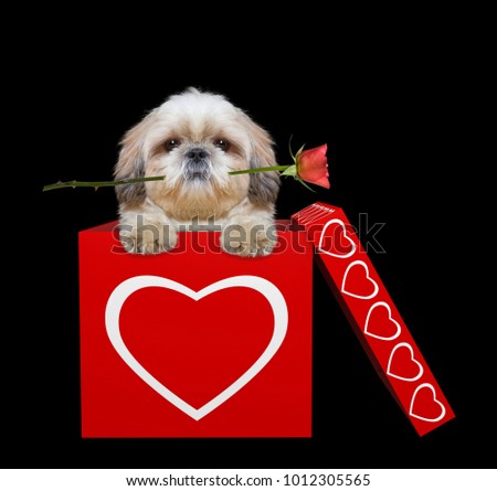Cute dog with rose sitting in valentines box. Isolated on black background