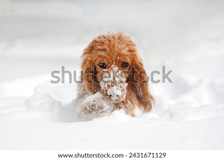 Cute dog running and playing in the snow. Dog in winter. Dog action photo
