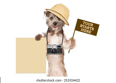 A Cute Dog Safari Guide With A Camera, Tour Flag And Blank Sign