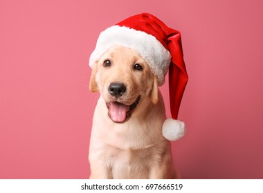 Cute dog in Santa Claus hat on color background