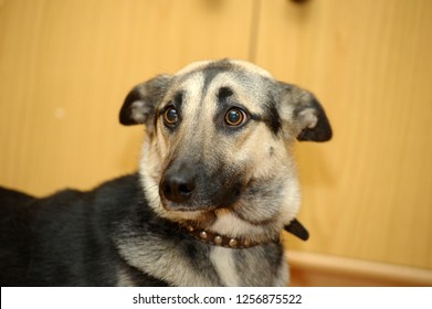 Frightened Animal Images, Stock Photos & Vectors | Shutterstock