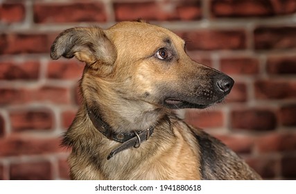 怯える犬 の画像 写真素材 ベクター画像 Shutterstock