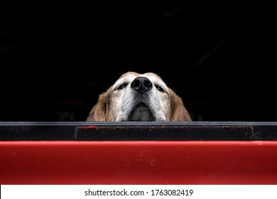 A Cute Dog Seems Bored Looking Over The Truck Bed Waiting For Its Owner.